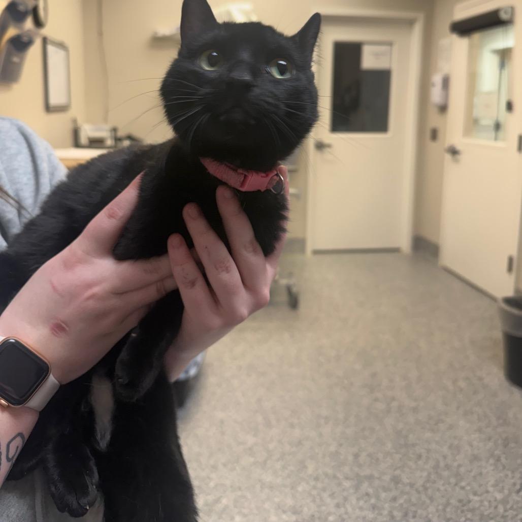 Luna, Adoptable, Young Female Domestic Short Hair.