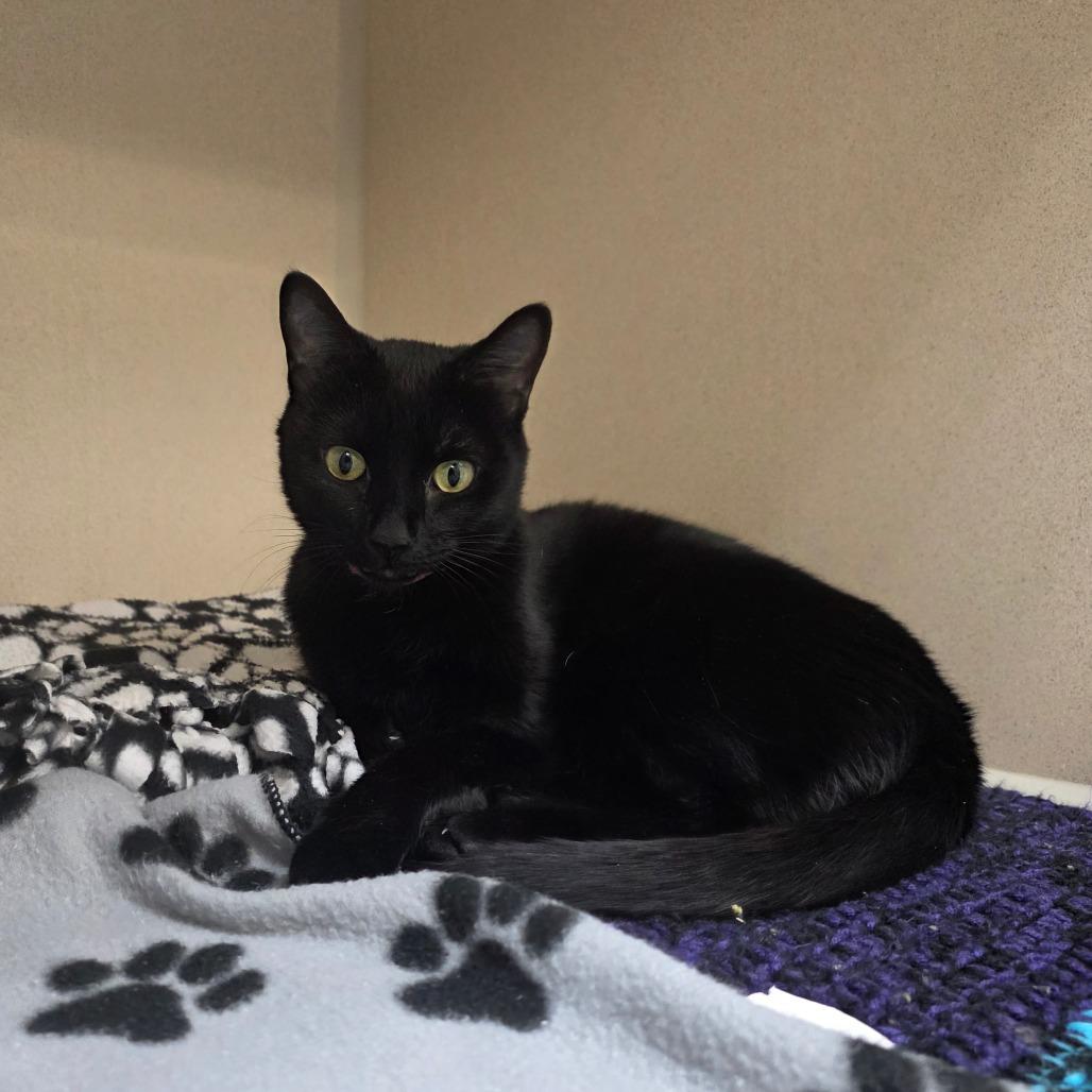 Luna, a Adoptable Domestic Short Hair in Great Falls, MT image 2/2