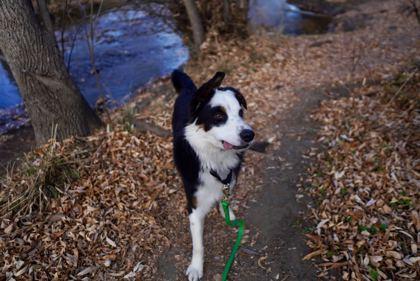 Koda Bear, Adoptable, Adult Male Australian Shepherd & Mixed Breed.