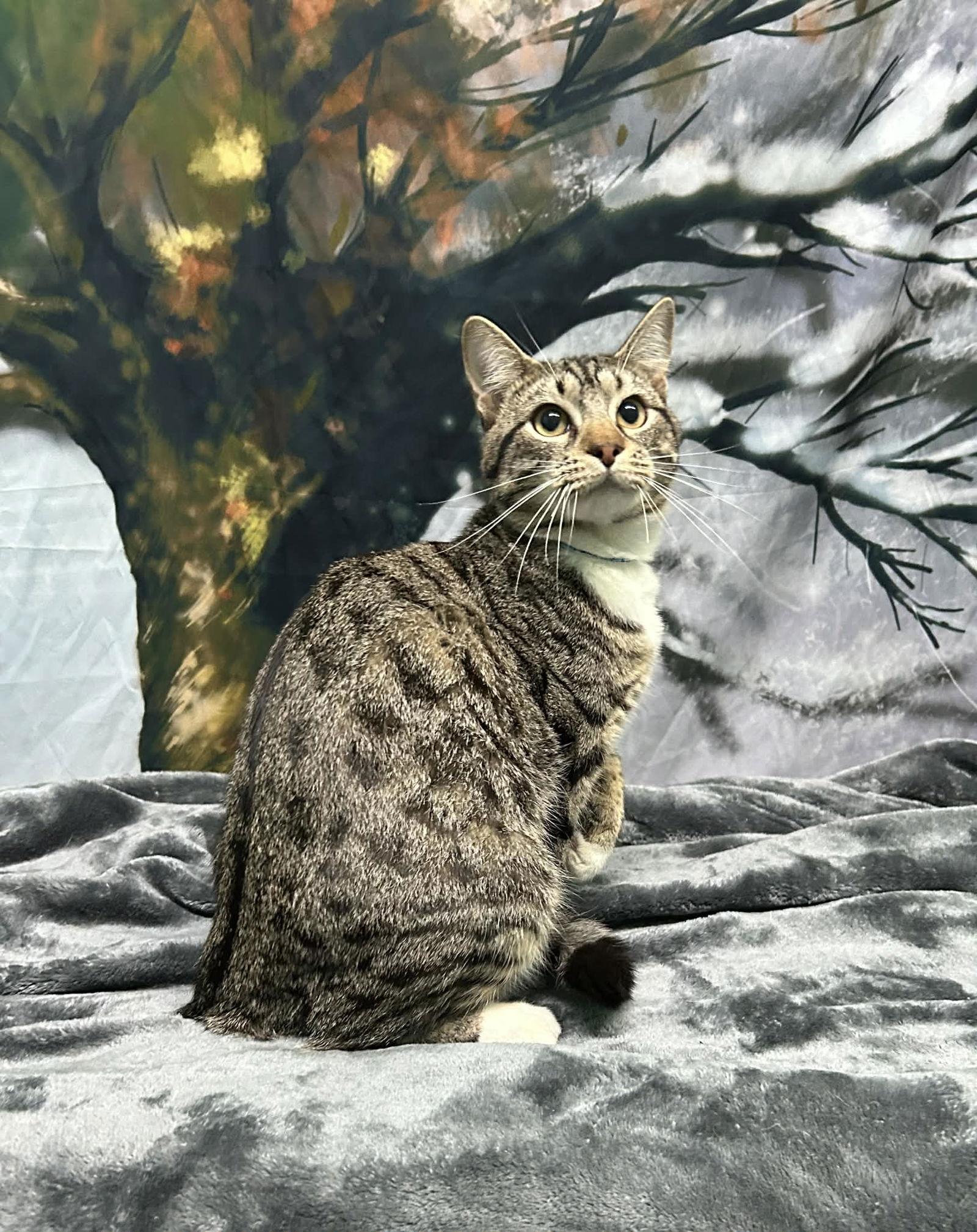 Enlarge 251246  Turbo, a Adoptable Domestic Short Hair in Wetumpka, AL image 1/1