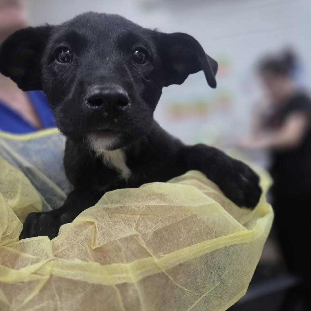 Cholula, Adoptable, Puppy Female Australian Shepherd & Mixed Breed.