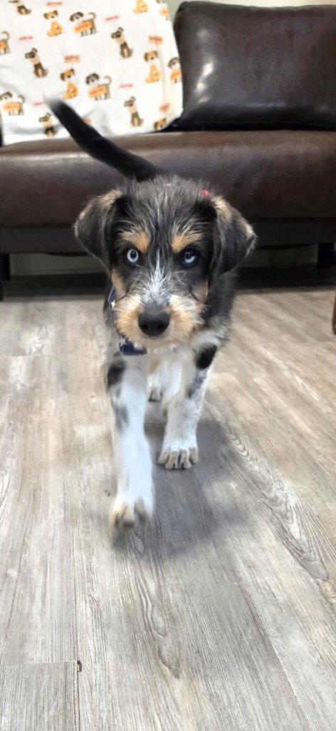 Puppy - Blue Boy, a Adopted Mixed Breed in Emmett, ID image 1/2