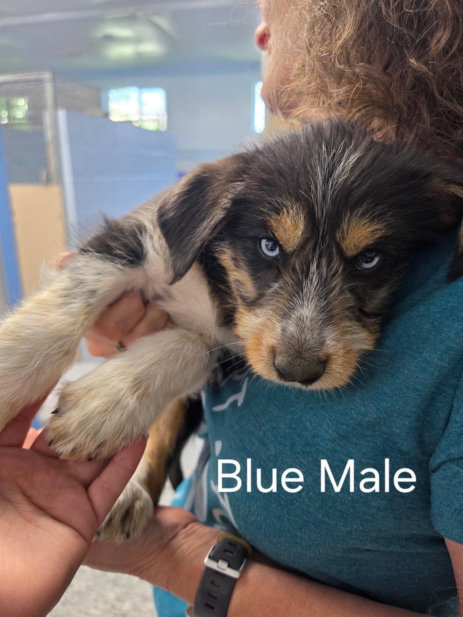 Puppy - Blue Boy, a Adopted Mixed Breed in Emmett, ID image 2/2