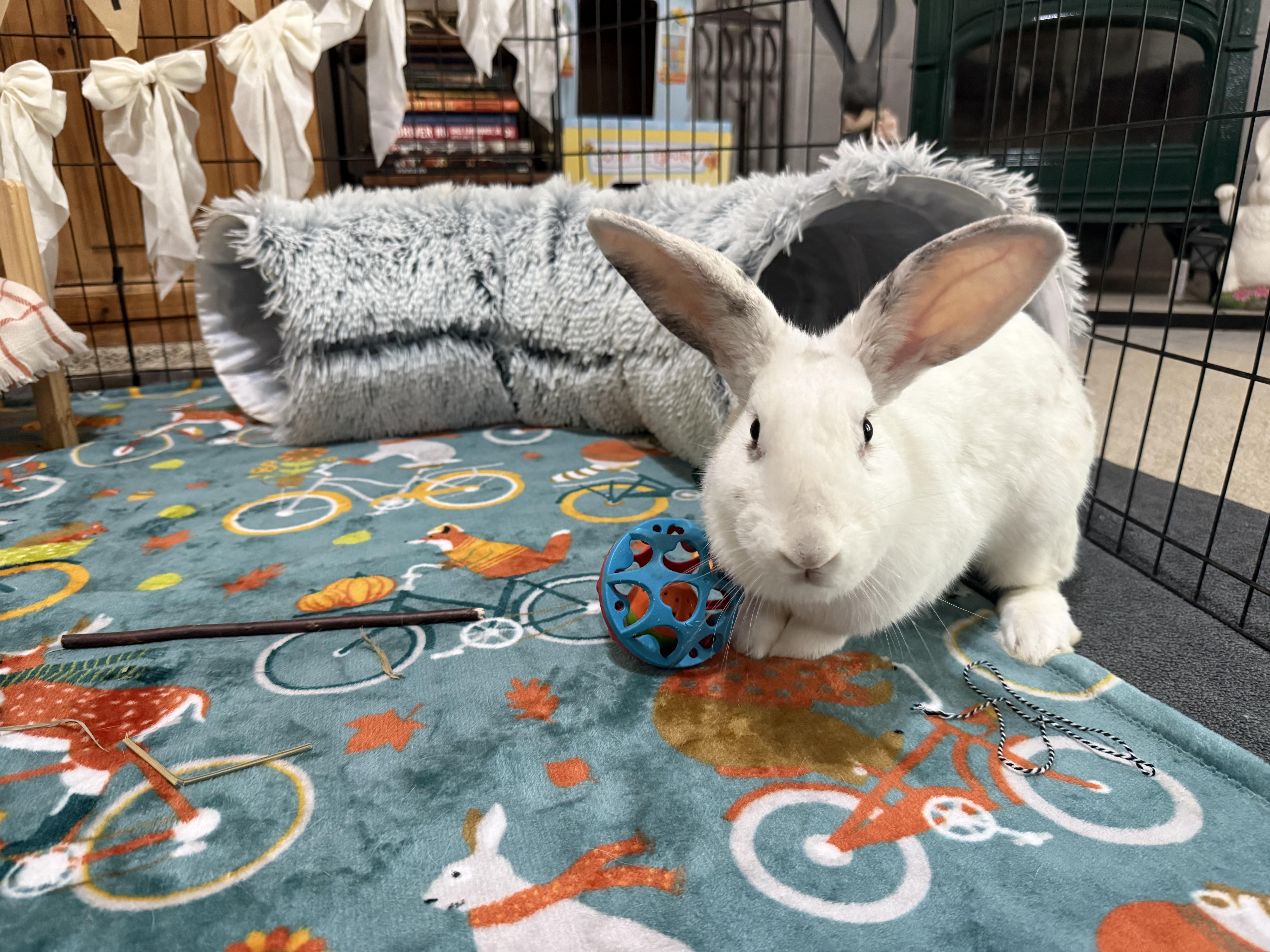 Lila, Adoptable, Young Female Rex & New Zealand.