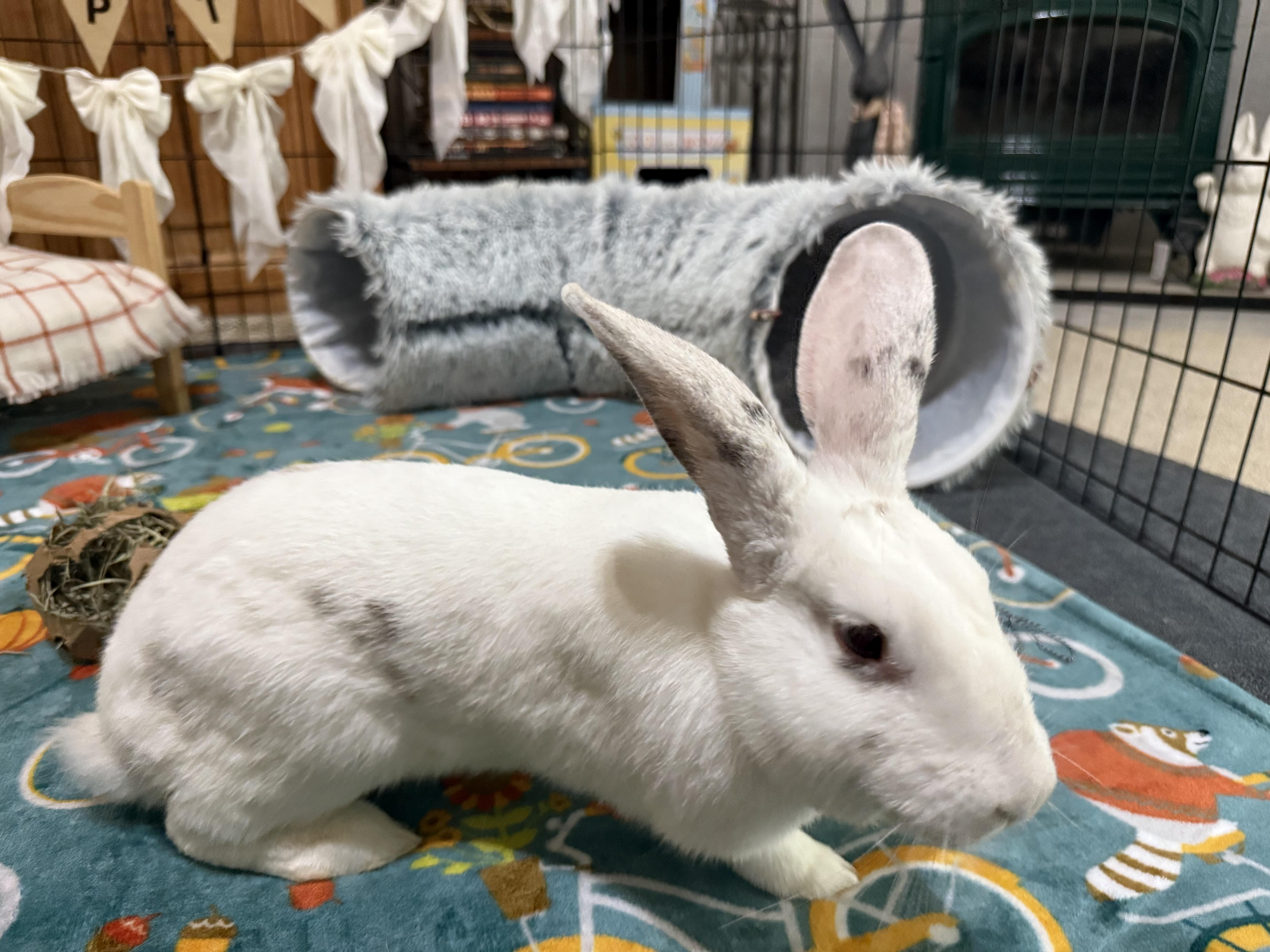 Enlarge Lila, a Adoptable mixed breed in Little Rock, AR image 2/5