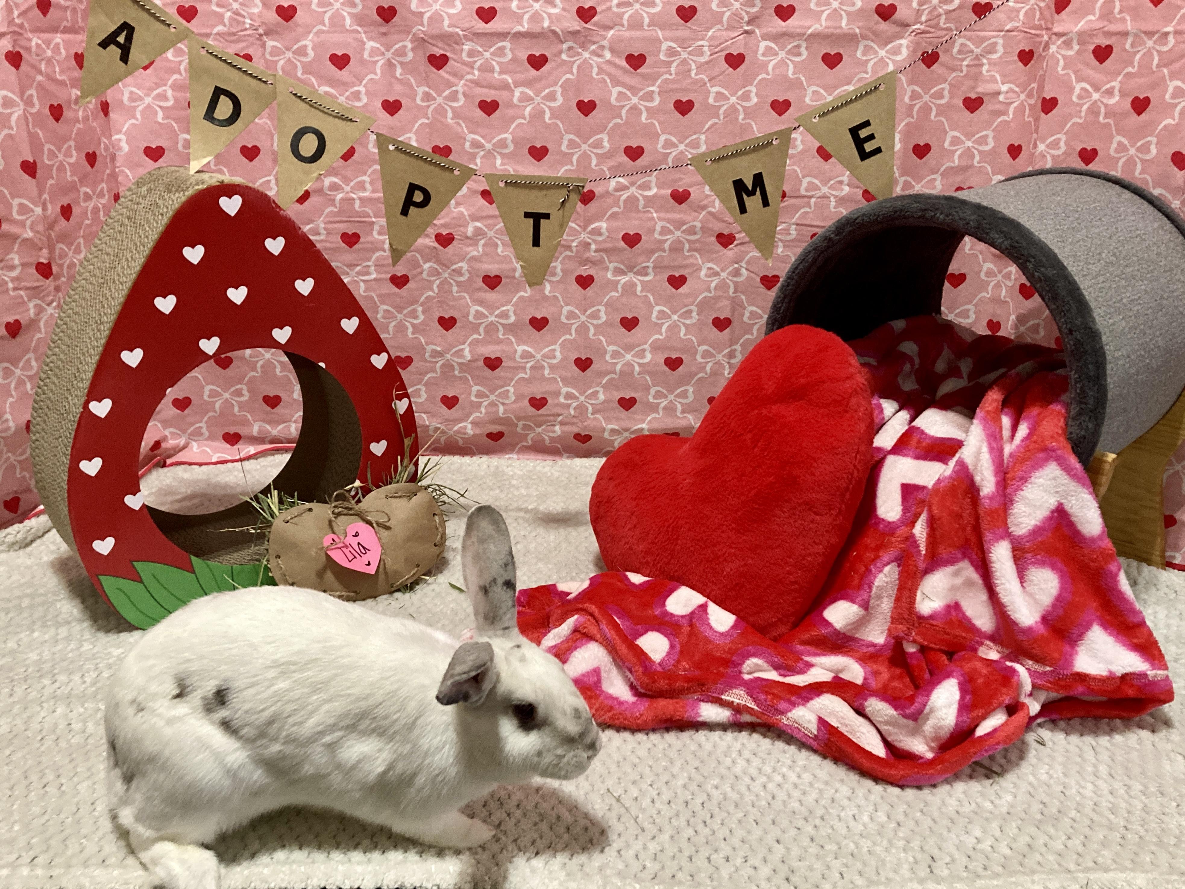 Enlarge Lila, a Adoptable mixed breed in Little Rock, AR image 2/6