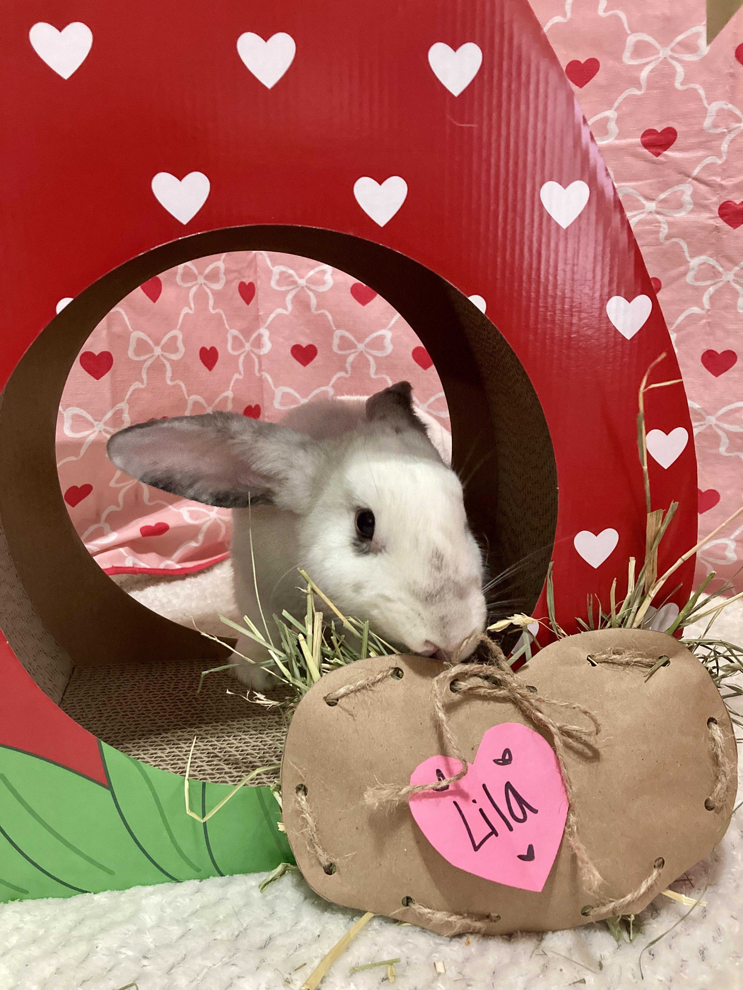 Enlarge Lila, a Adoptable mixed breed in Little Rock, AR image 3/6