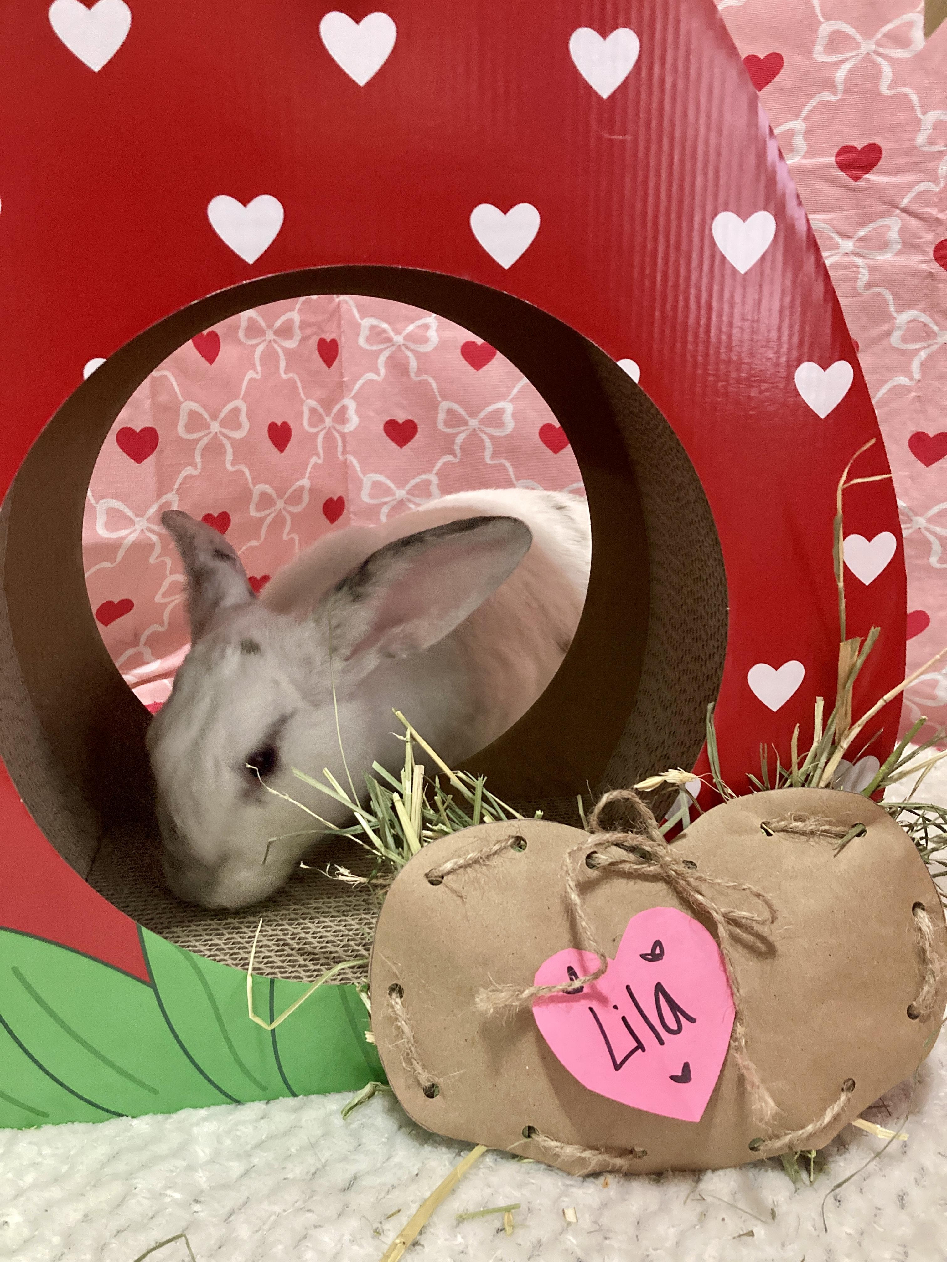 Enlarge Lila, a Adoptable mixed breed in Little Rock, AR image 5/6