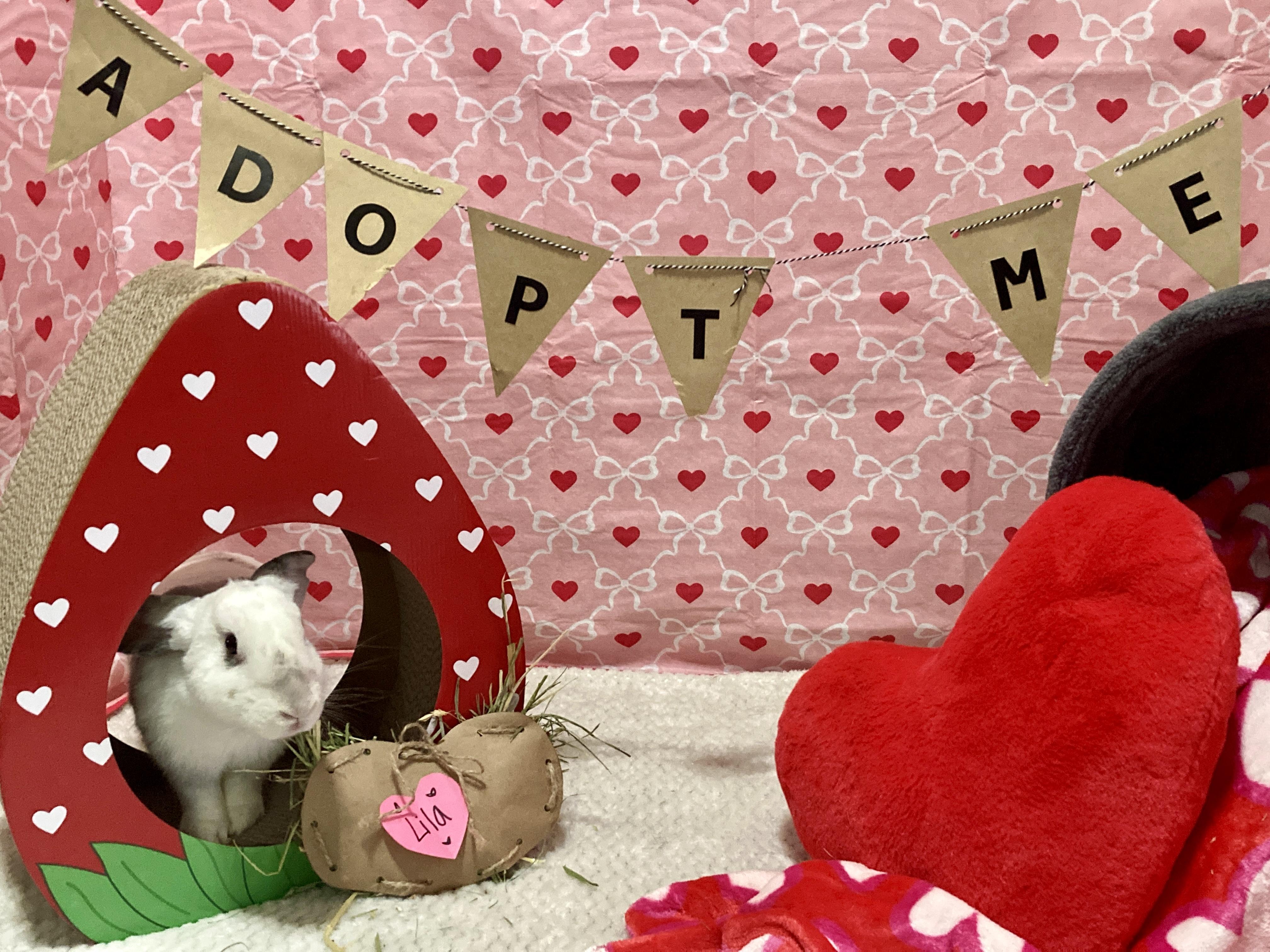 Enlarge Lila, a Adoptable mixed breed in Little Rock, AR image 4/6