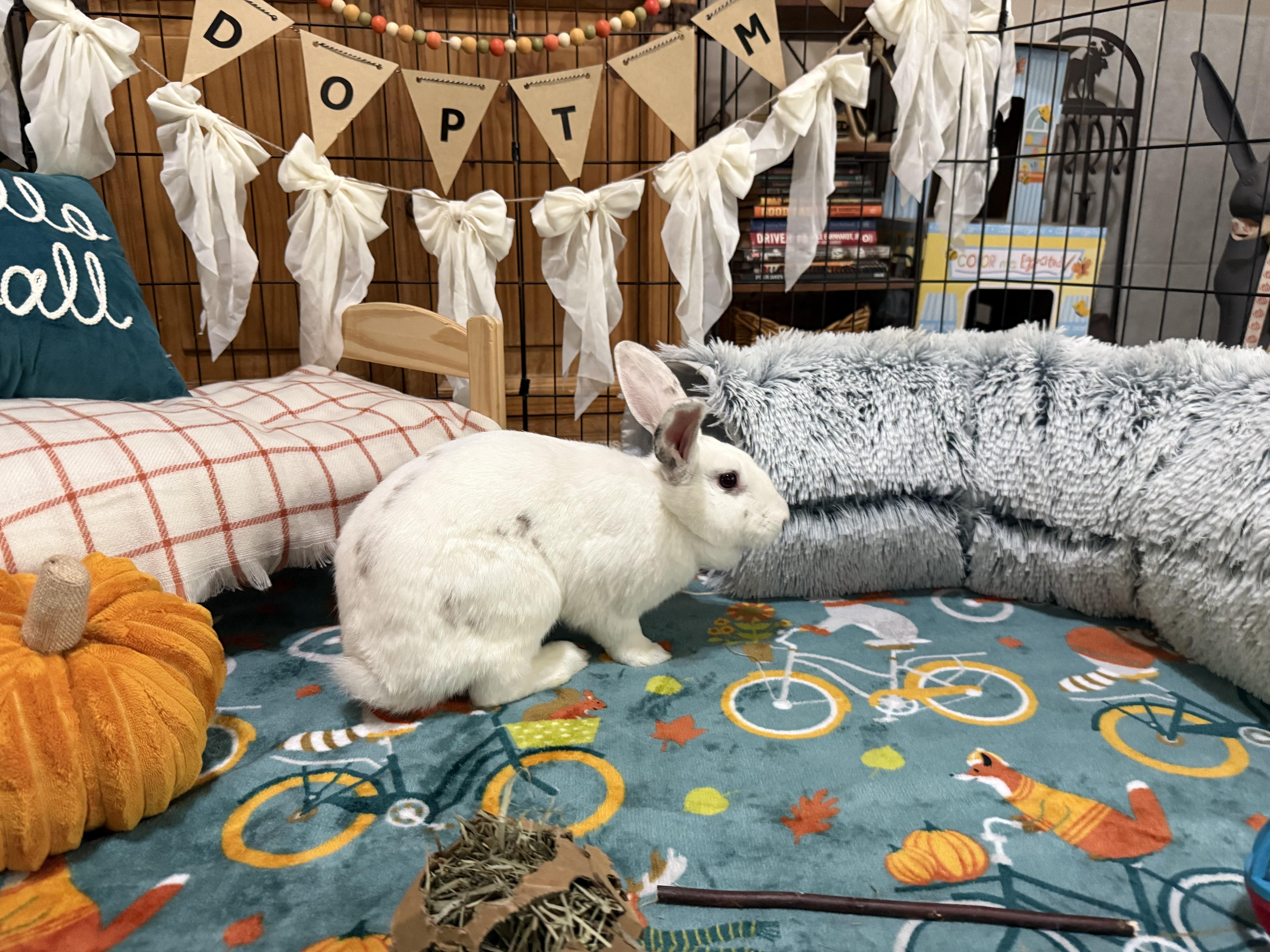 Enlarge Lila, a Adoptable mixed breed in Little Rock, AR image 4/5