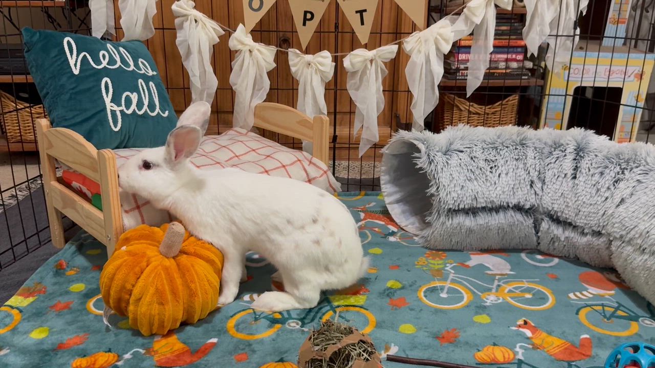 Enlarge Lila, a Adoptable mixed breed in Little Rock, AR video 5/5