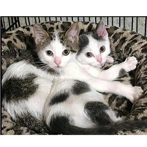 Teagen and brother Tyler, Baby Female Domestic Short Hair