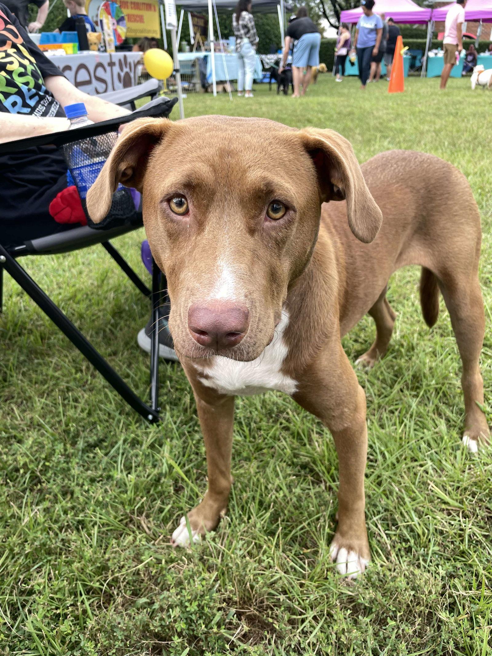 Clarey, a Adoptable Terrier in Holly Springs, NC image 1/3