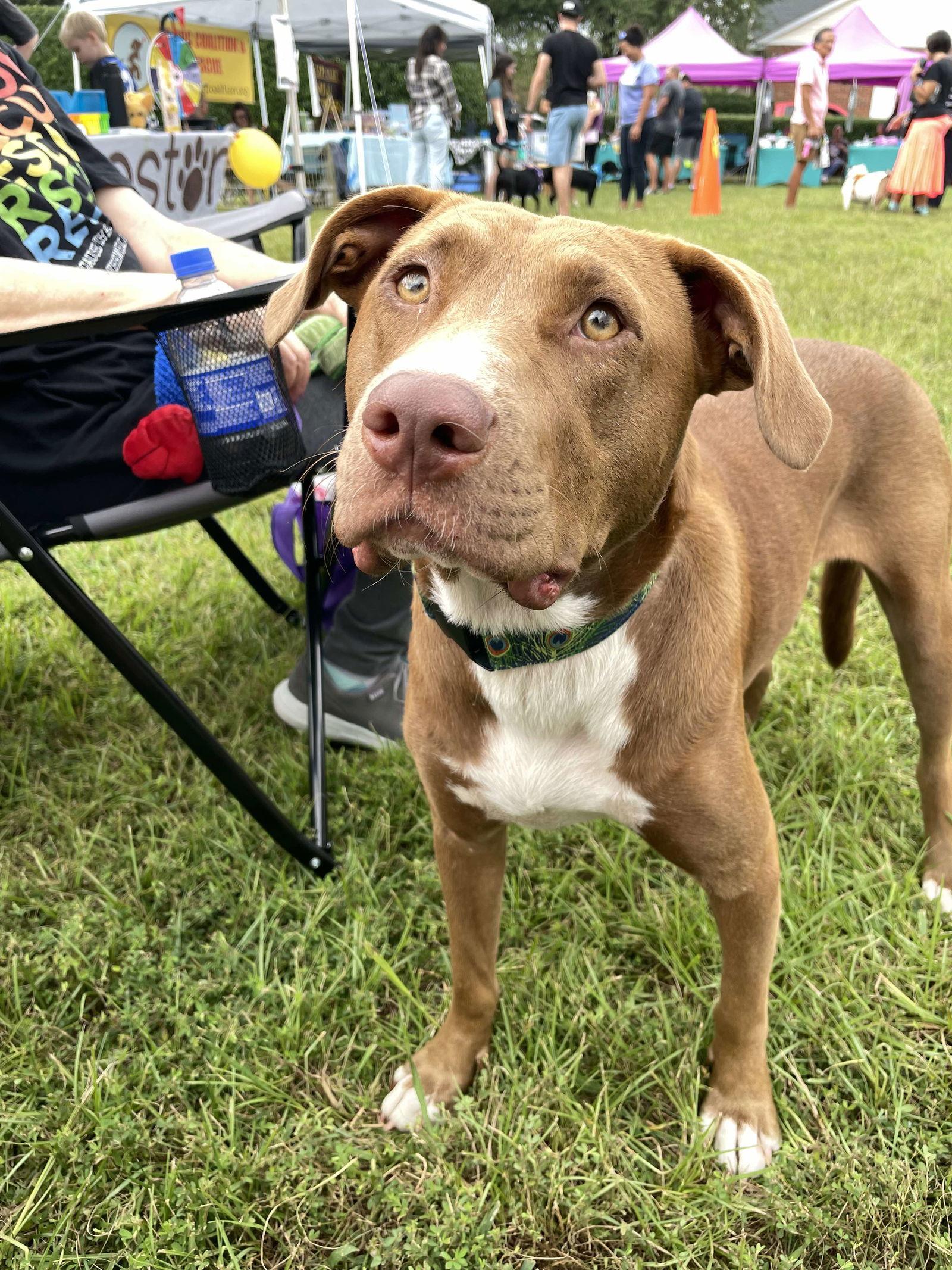 Clarey, a Adoptable Terrier in Holly Springs, NC image 3/3