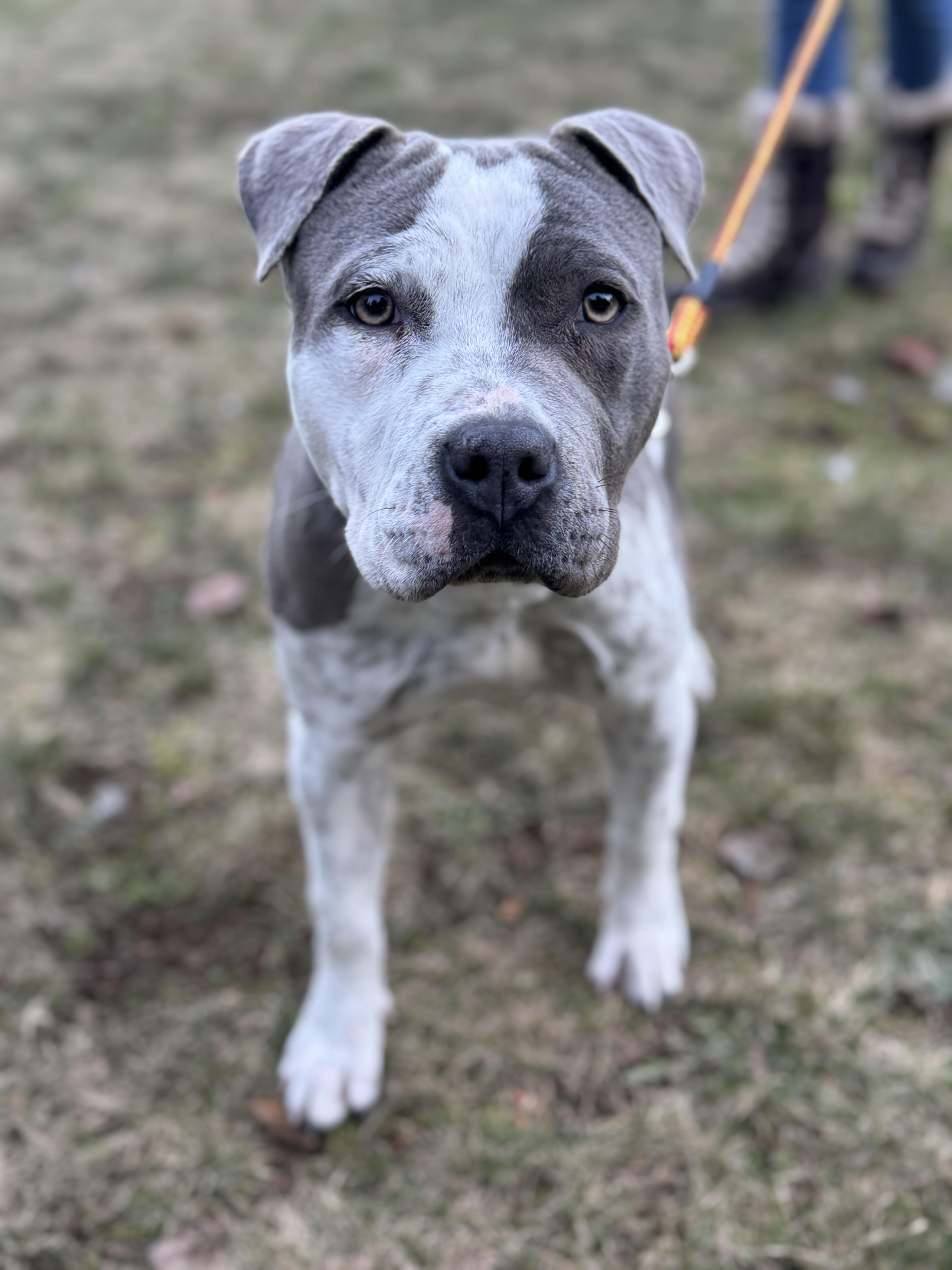 Enlarge Gogo, a ADOPTABLE Pit Bull Terrier in Ferndale, WA image 2/3