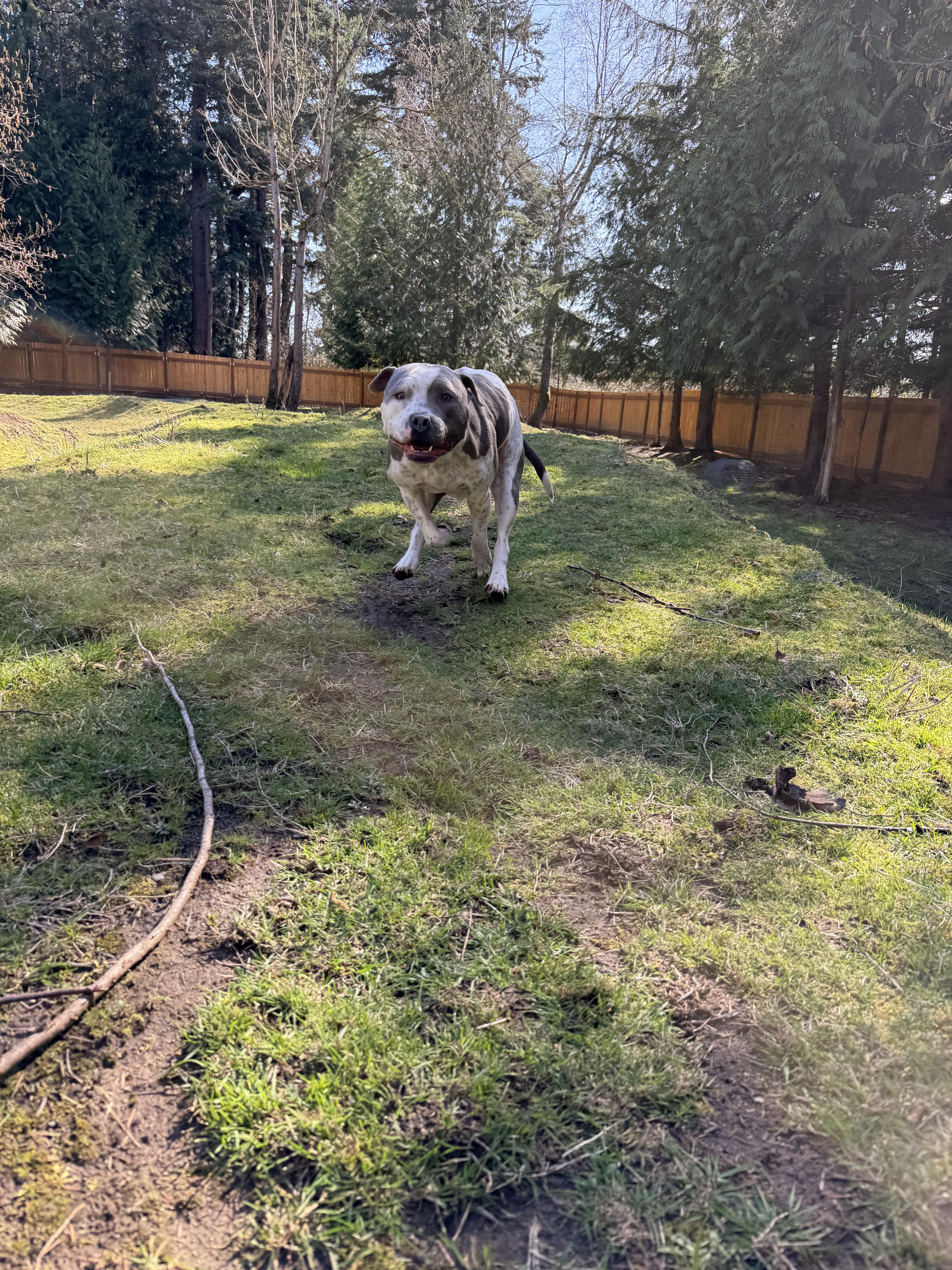 Enlarge Gogo, a ADOPTABLE Pit Bull Terrier in Ferndale, WA image 3/3