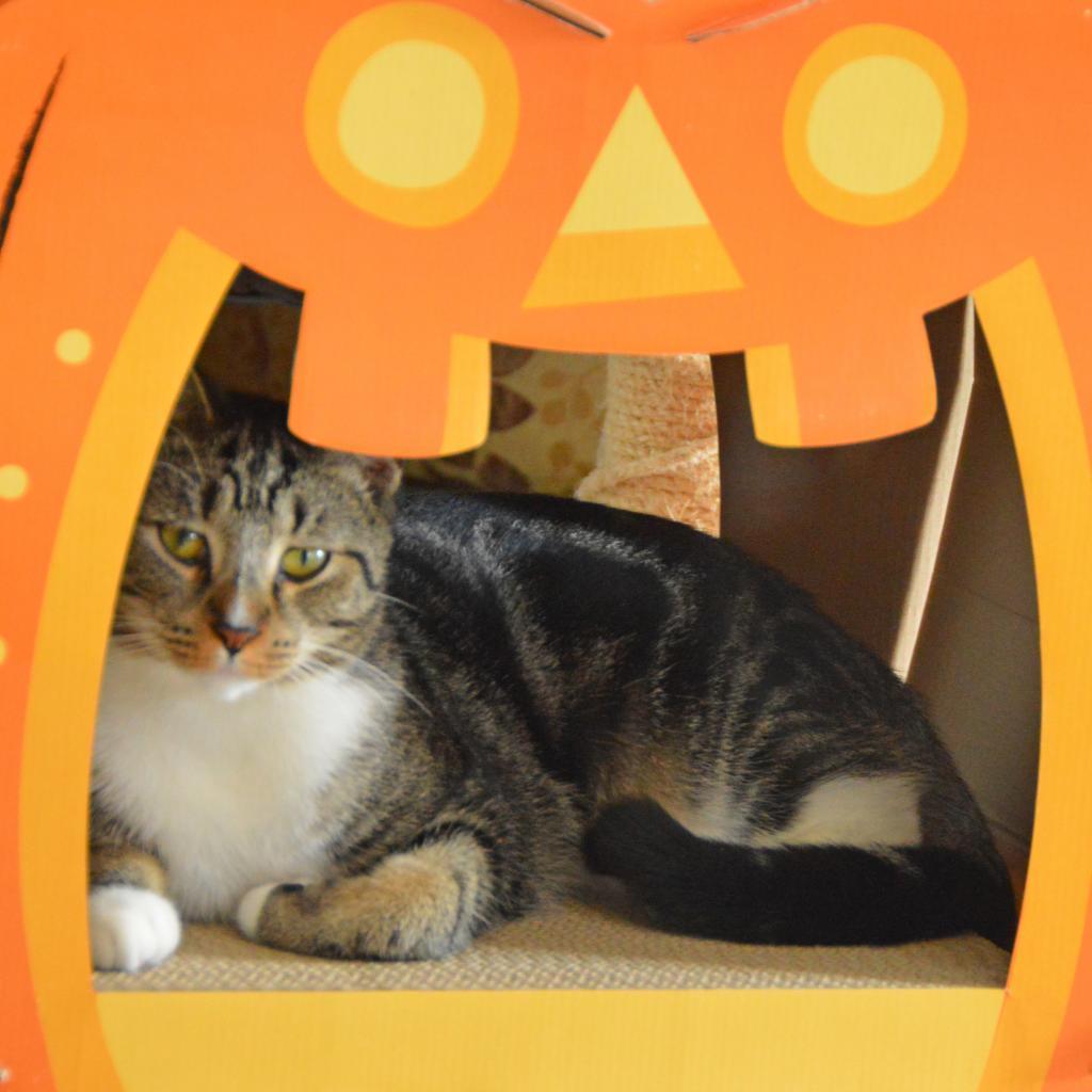 Lynx, Adoptable, Senior Male Domestic Short Hair.