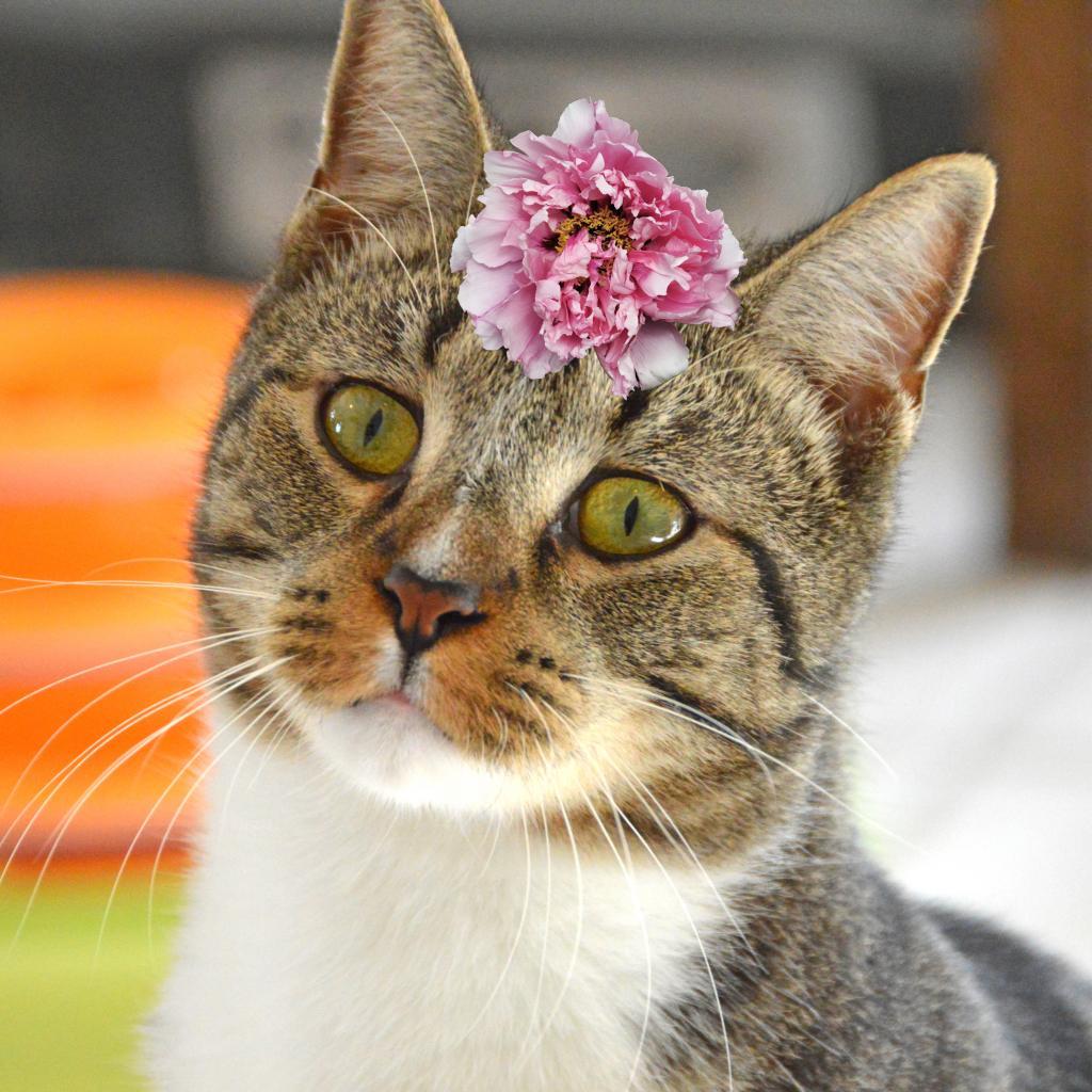 Lynx, a Adoptable Domestic Short Hair in Middletown, NY image 2/6