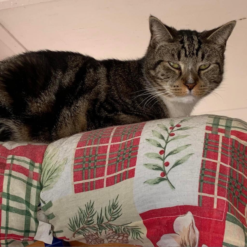 Lynx, a Adoptable Domestic Short Hair in Middletown, NY image 3/6