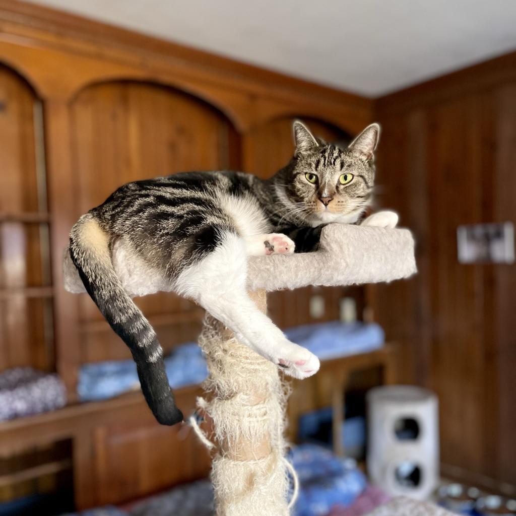 Lynx, a Adoptable Domestic Short Hair in Middletown, NY image 4/6