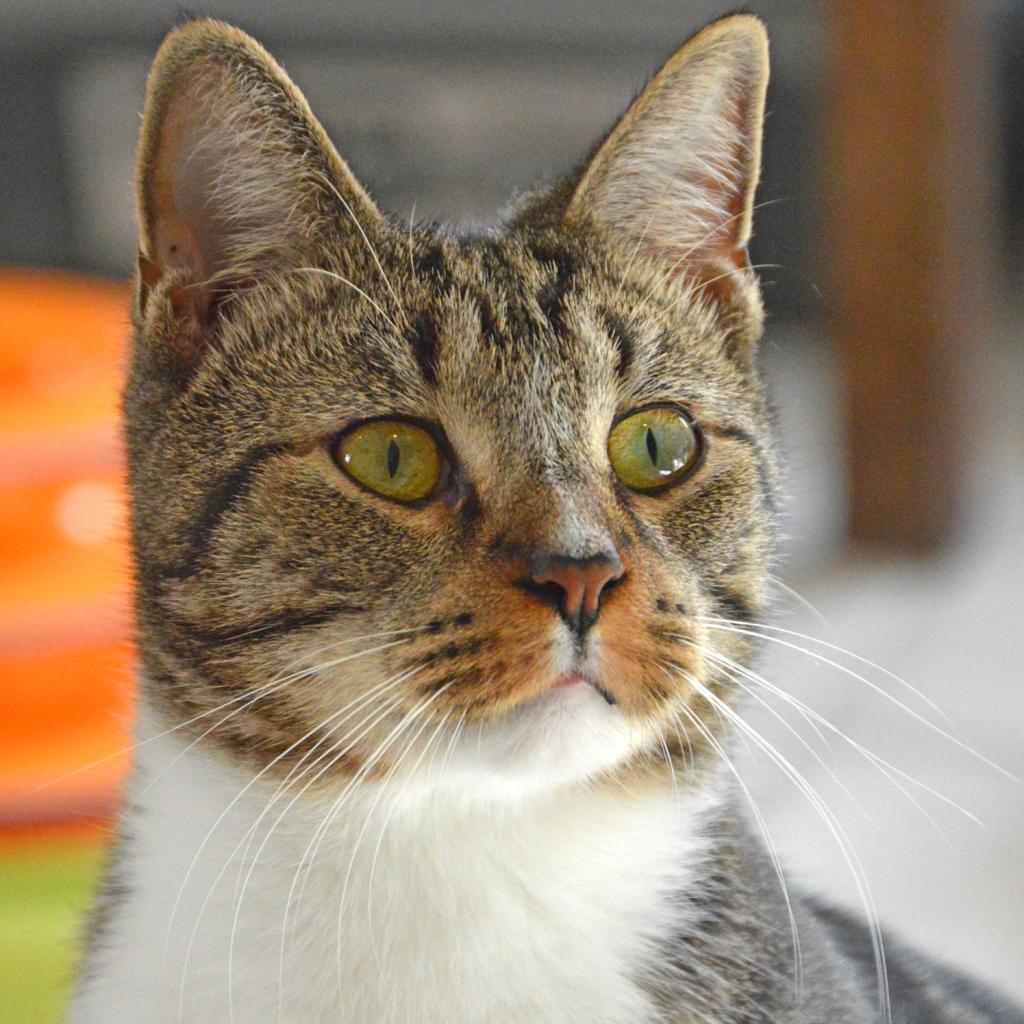 Lynx, a Adoptable Domestic Short Hair in Middletown, NY image 5/6