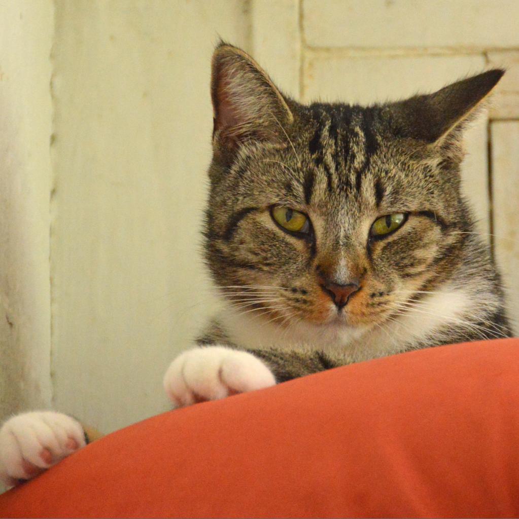 Lynx, a Adoptable Domestic Short Hair in Middletown, NY image 6/6
