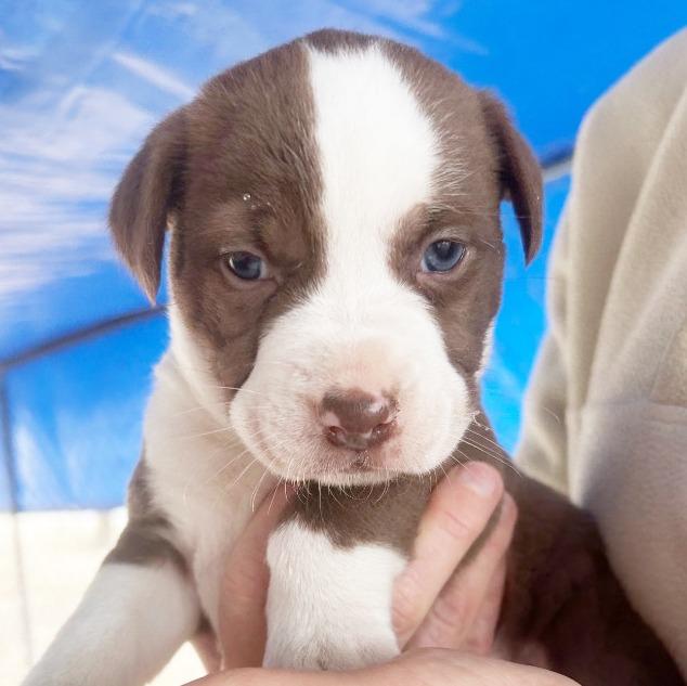 Shelby, Adopted, Puppy Female Shepherd & Mixed Breed.