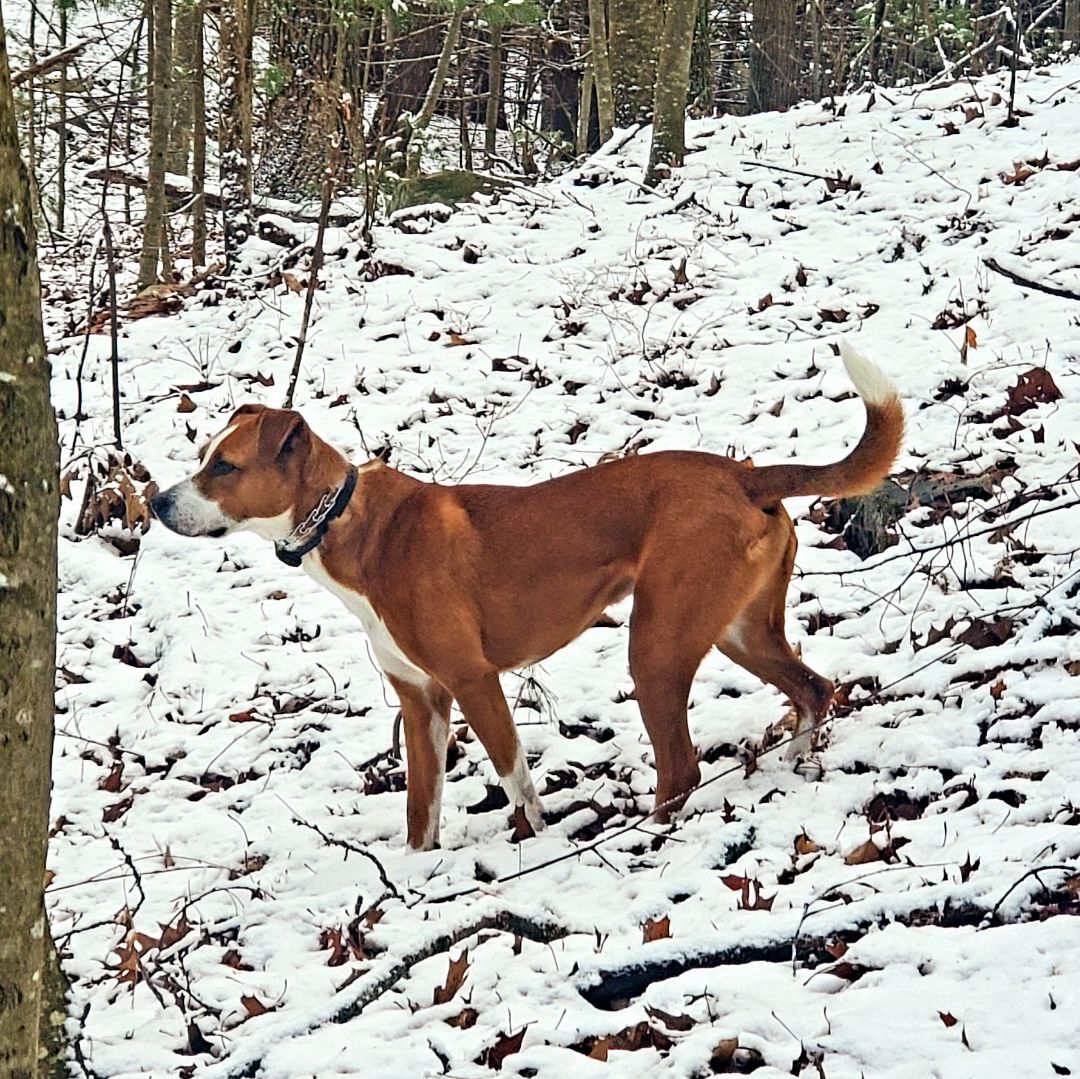 Blitz, a Adoptable mixed breed in Bellingham, MA image 6/9