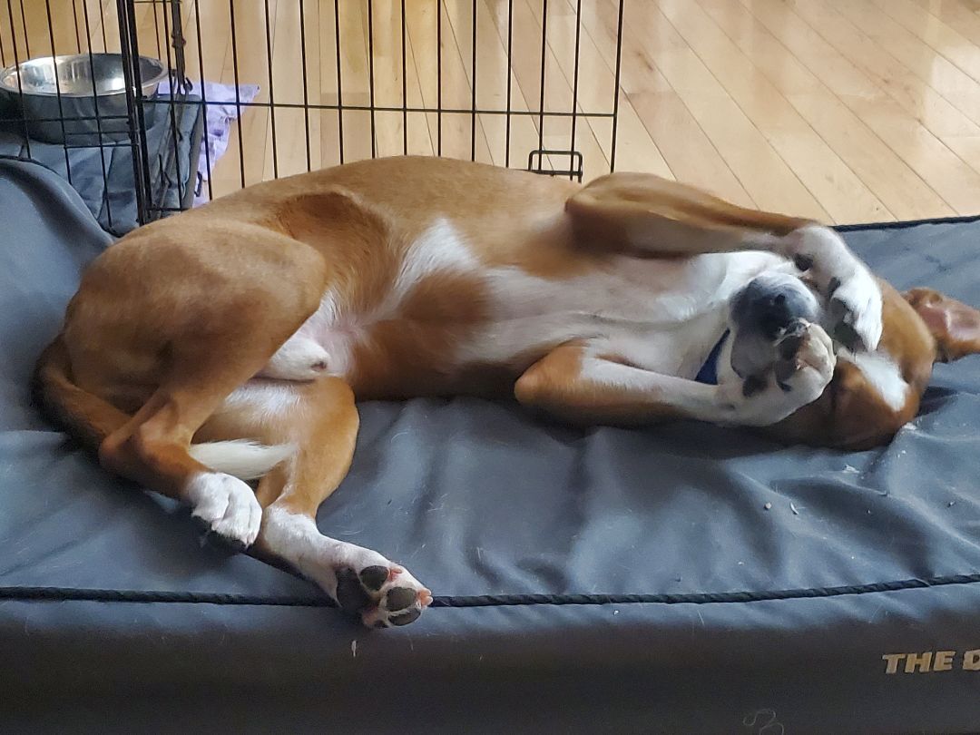 Enlarge Blitz, a Adoptable mixed breed in Bellingham, MA image 7/9