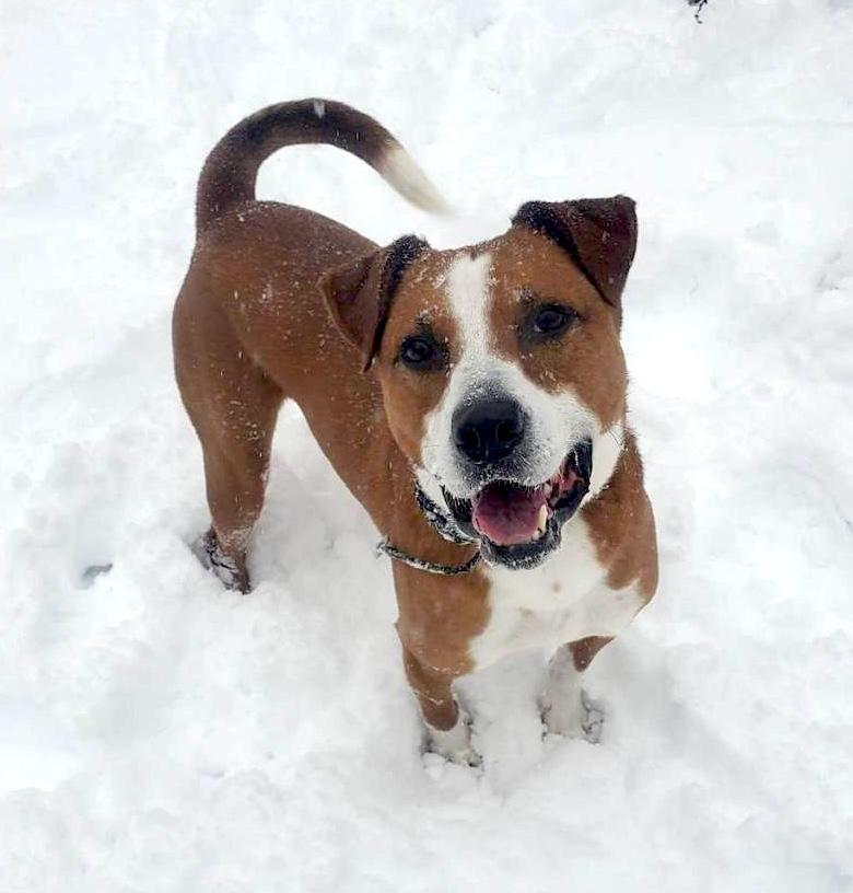 Enlarge Blitz, a Adoptable mixed breed in Bellingham, MA image 2/5