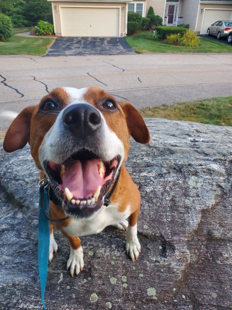 Blitz, Adoptable, Adult Male Hound & Boxer.