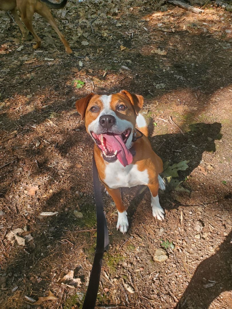 Enlarge Blitz, a Adoptable mixed breed in Bellingham, MA image 8/9