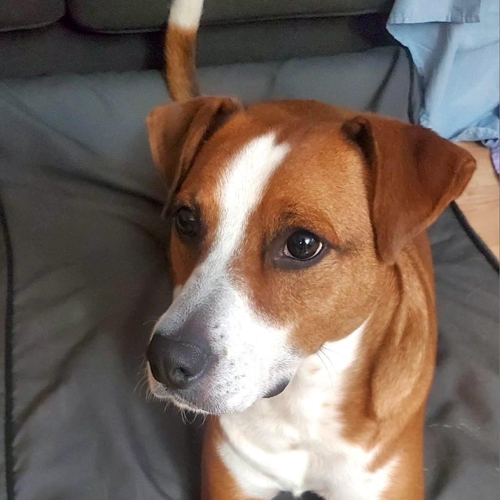 Blitz, Adoptable, Adult Male Hound & Boxer.