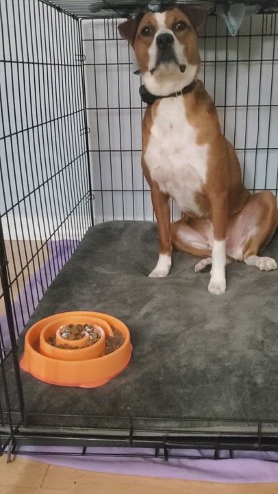 Enlarge Blitz, a Adoptable mixed breed in Bellingham, MA video 9/9