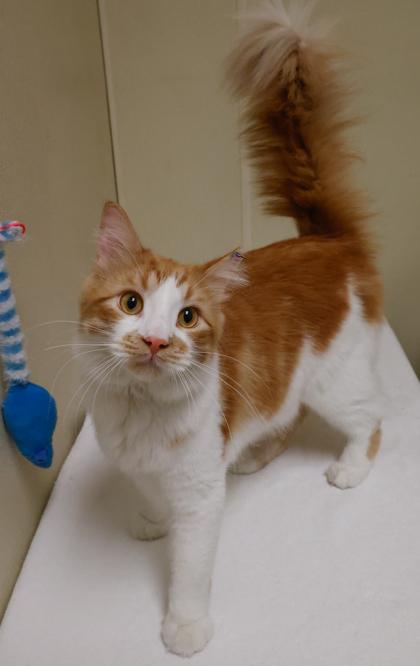 Ciro, Adoptable, Adult Male Domestic Medium Hair & Domestic Short Hair.
