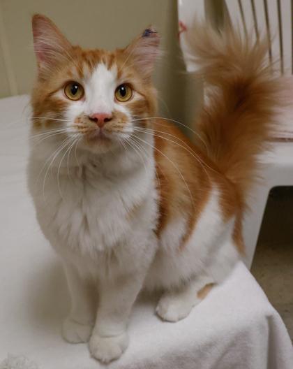 Ciro, a Adoptable mixed breed in Baraboo, WI image 2/2