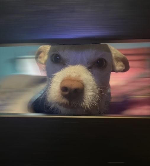 Coco, a Adoptable mixed breed in Hawthorne, CA image 1/3