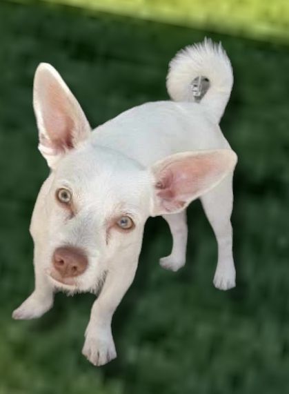 Coco, a Adoptable mixed breed in Hawthorne, CA image 2/3