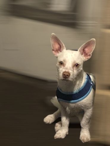 Coco, a Adoptable mixed breed in Hawthorne, CA image 3/3