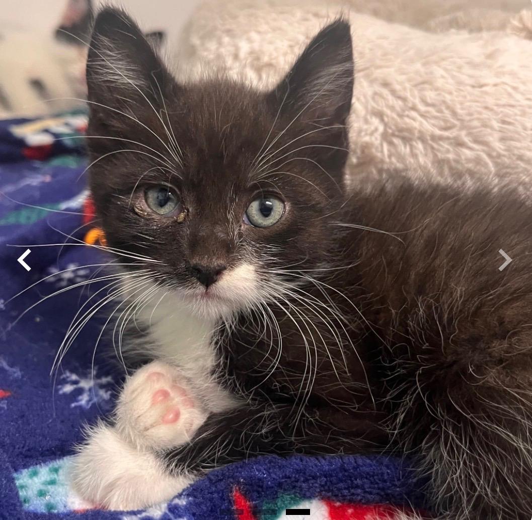 Atticus, ADOPTABLE, Kitten Male Tuxedo.