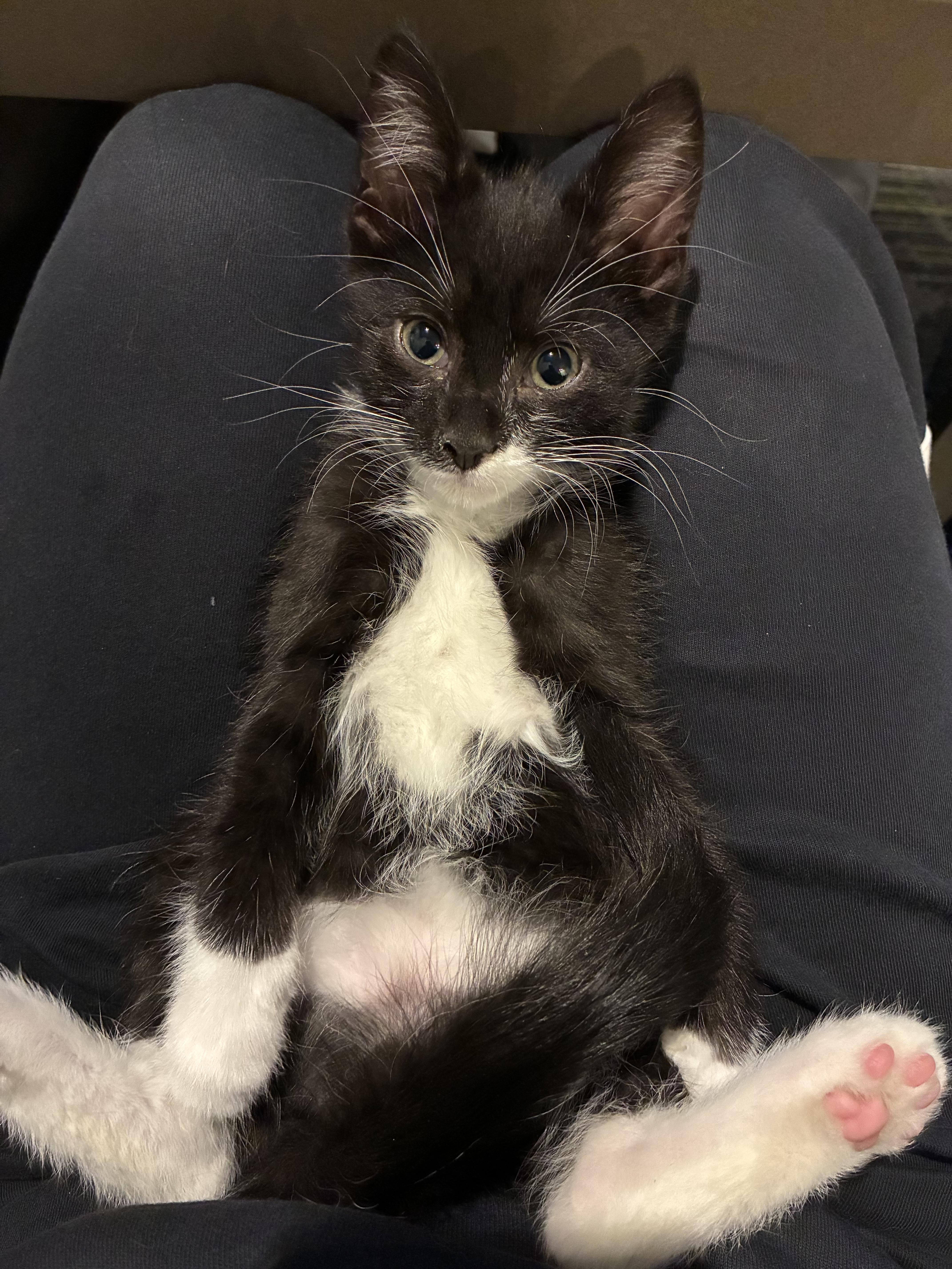 Atticus, a ADOPTABLE Tuxedo in Upper Sandusky, OH image 3/4