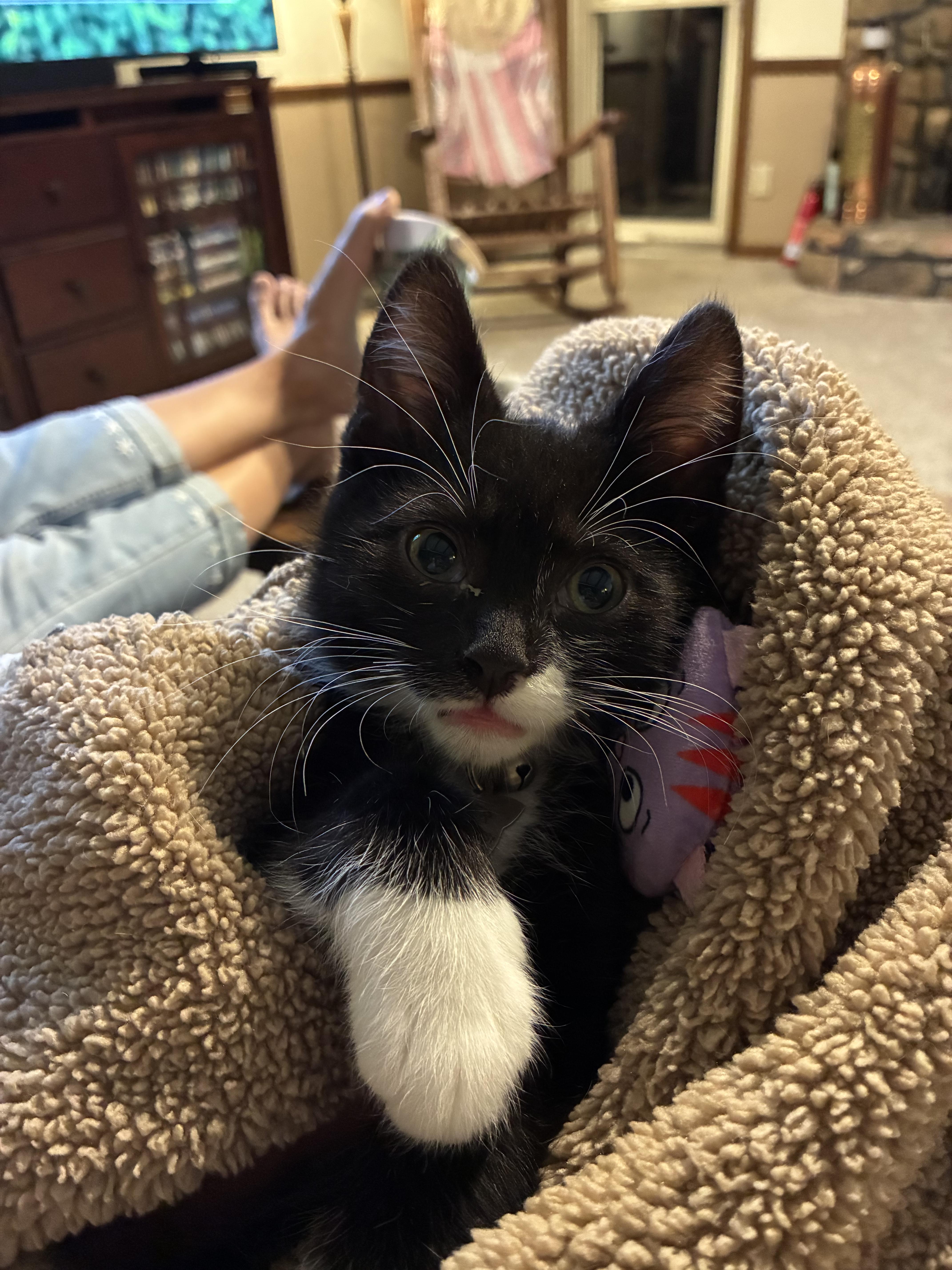 Atticus, a ADOPTABLE Tuxedo in Upper Sandusky, OH image 4/4