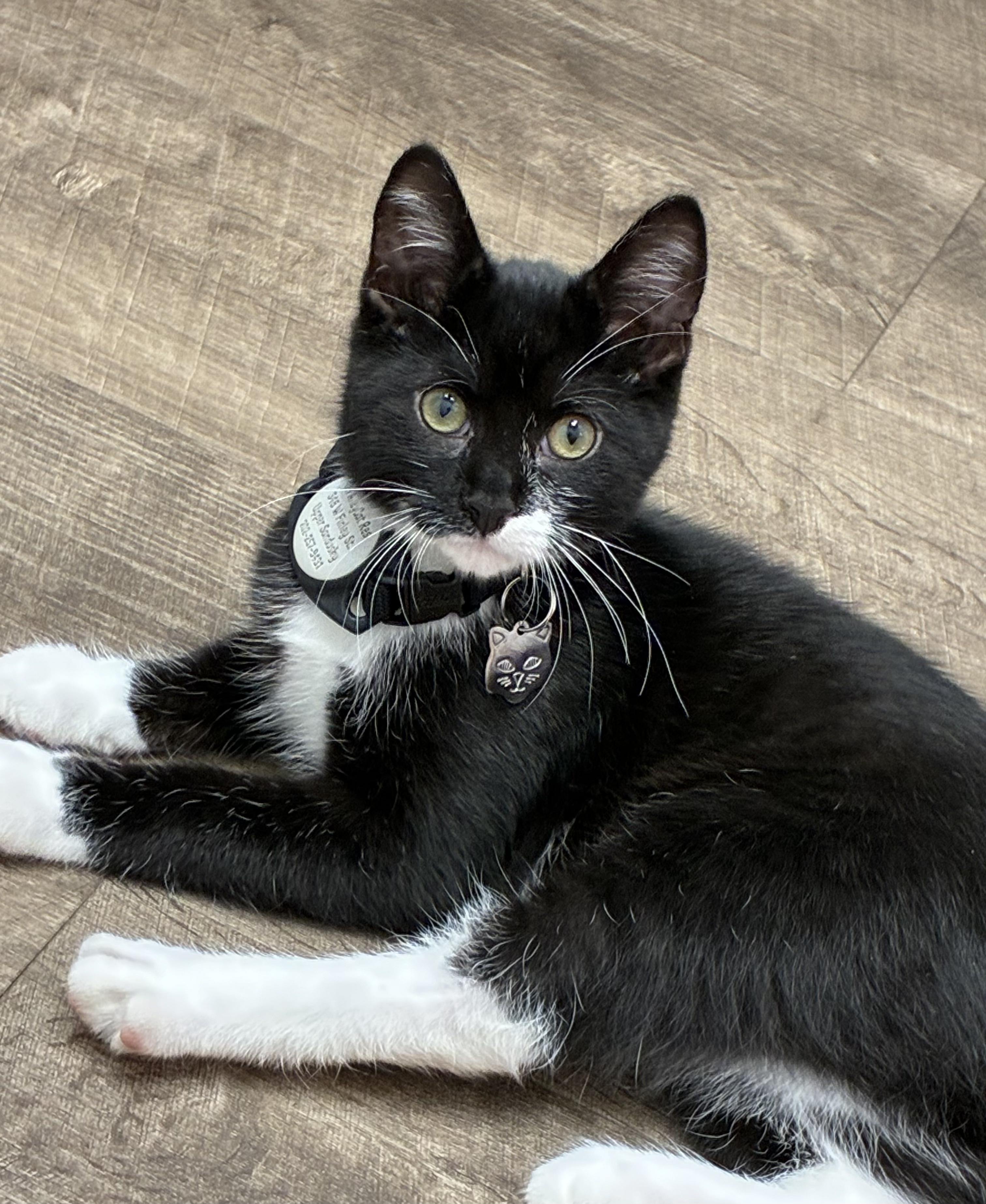Atticus, a ADOPTABLE Tuxedo in Upper Sandusky, OH image 2/4