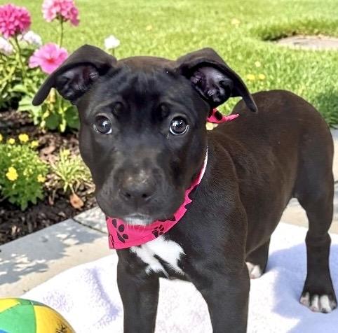 Goose - PUPPY, an adopted mixed breed in Perry, IA image 6/6