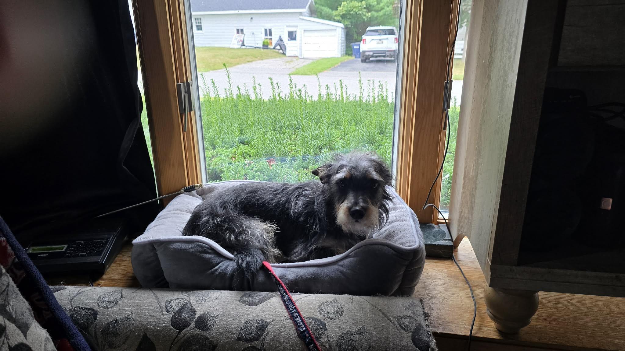 Pepper, Adoptable, Adult Male Wirehaired Terrier.