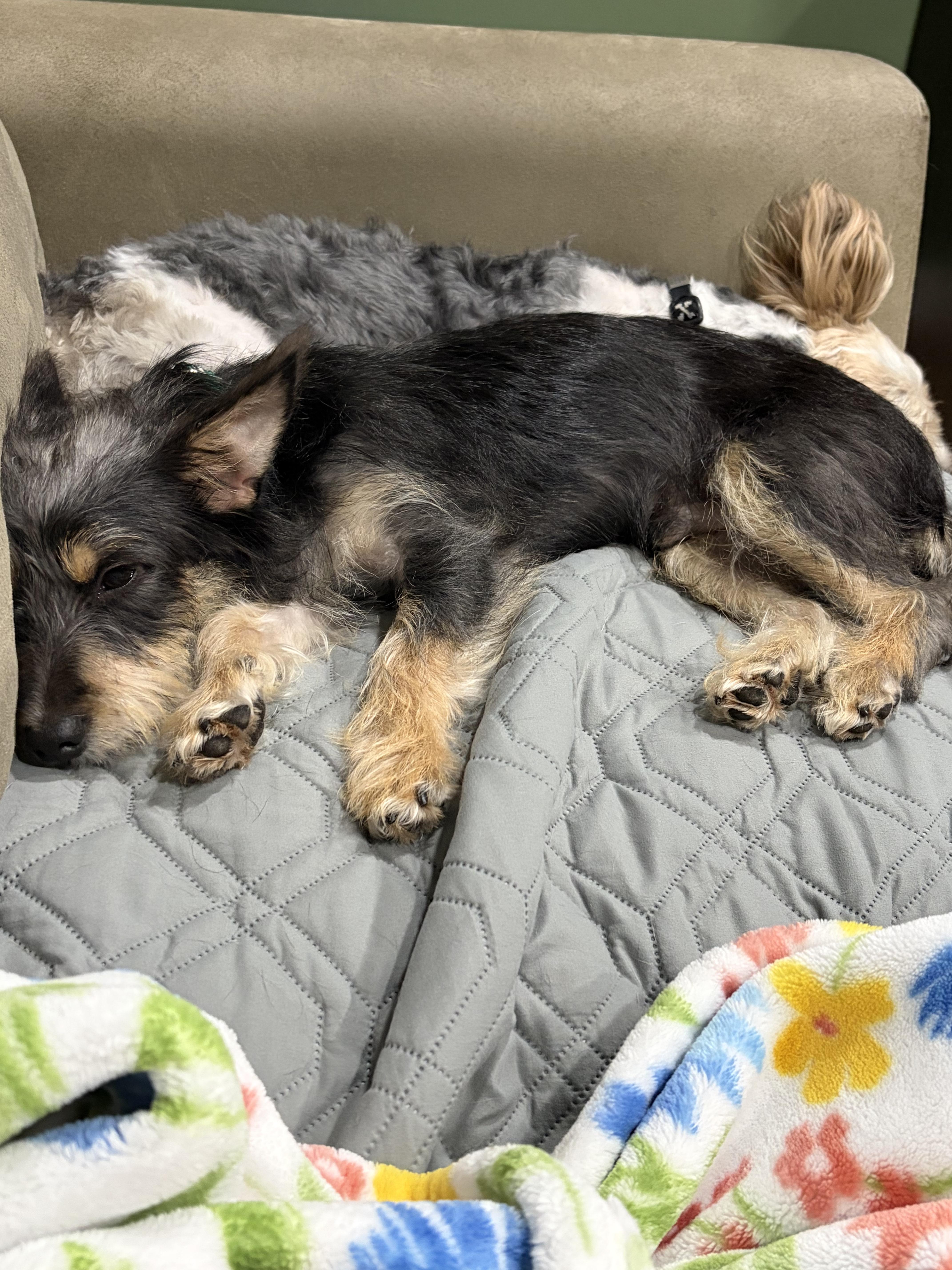 Pepper, a Adoptable mixed breed in Portland, ME image 3/6