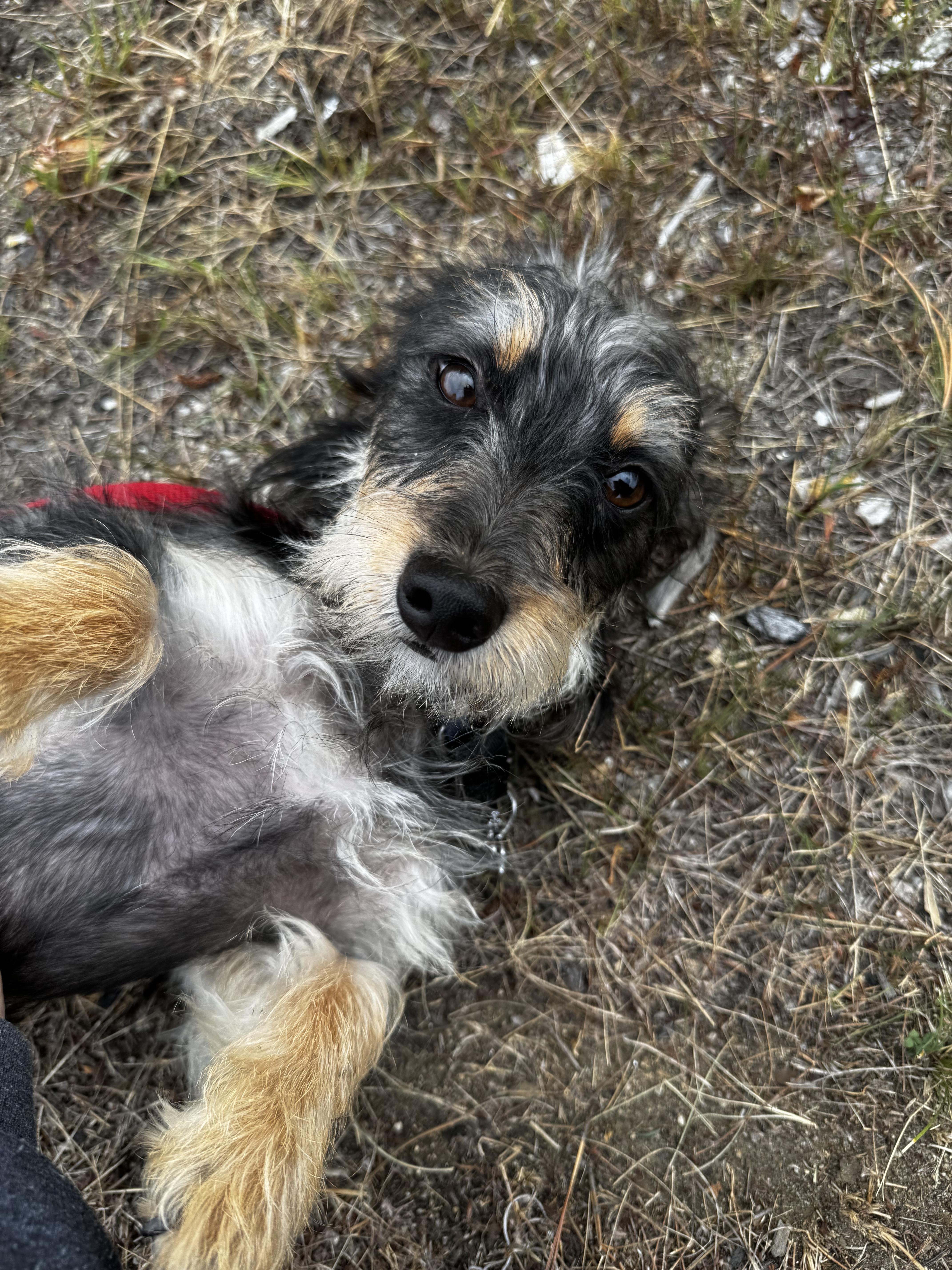 Pepper, a Adoptable mixed breed in Portland, ME image 6/6