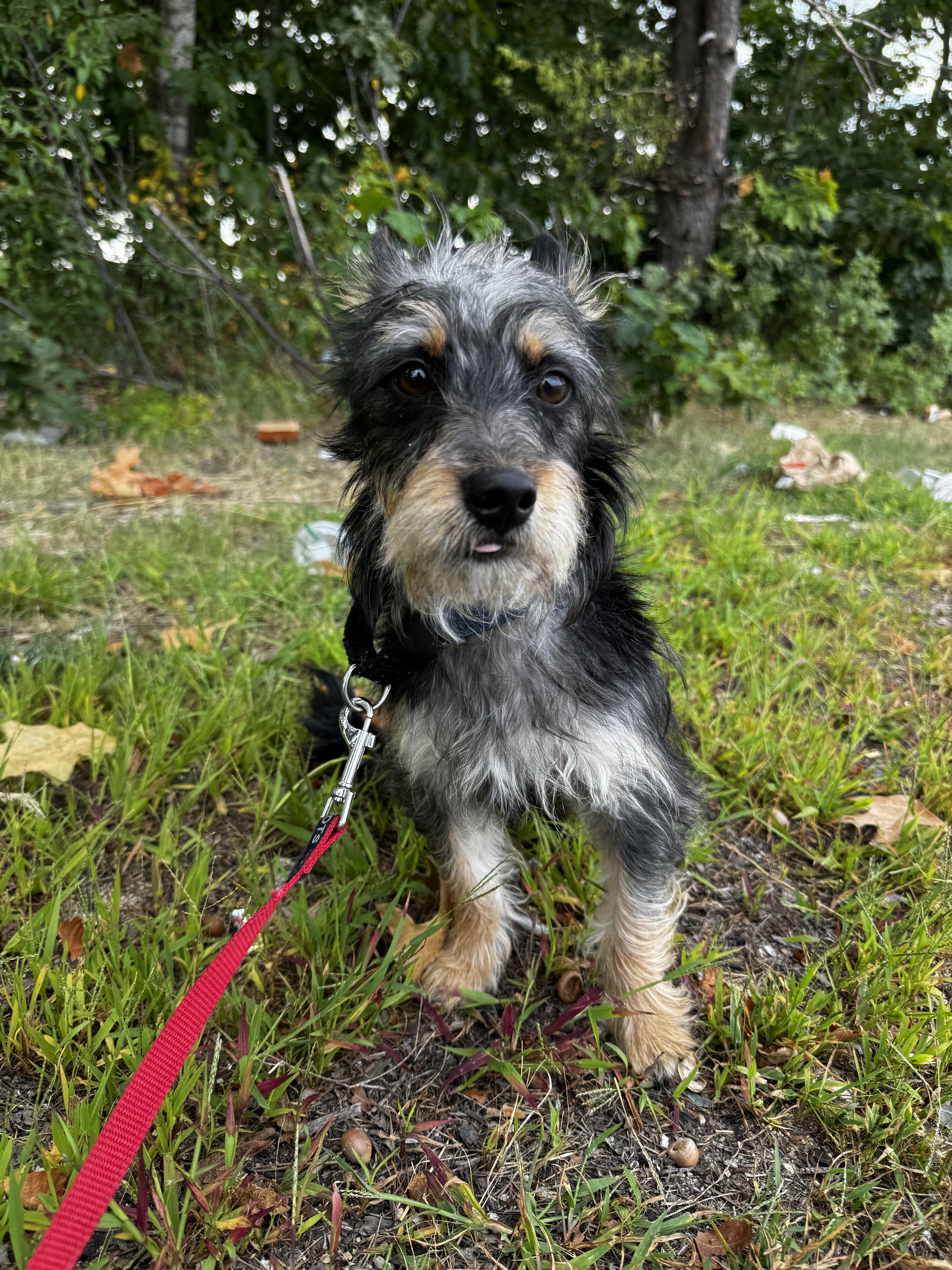 Pepper, a Adoptable mixed breed in Portland, ME image 2/6