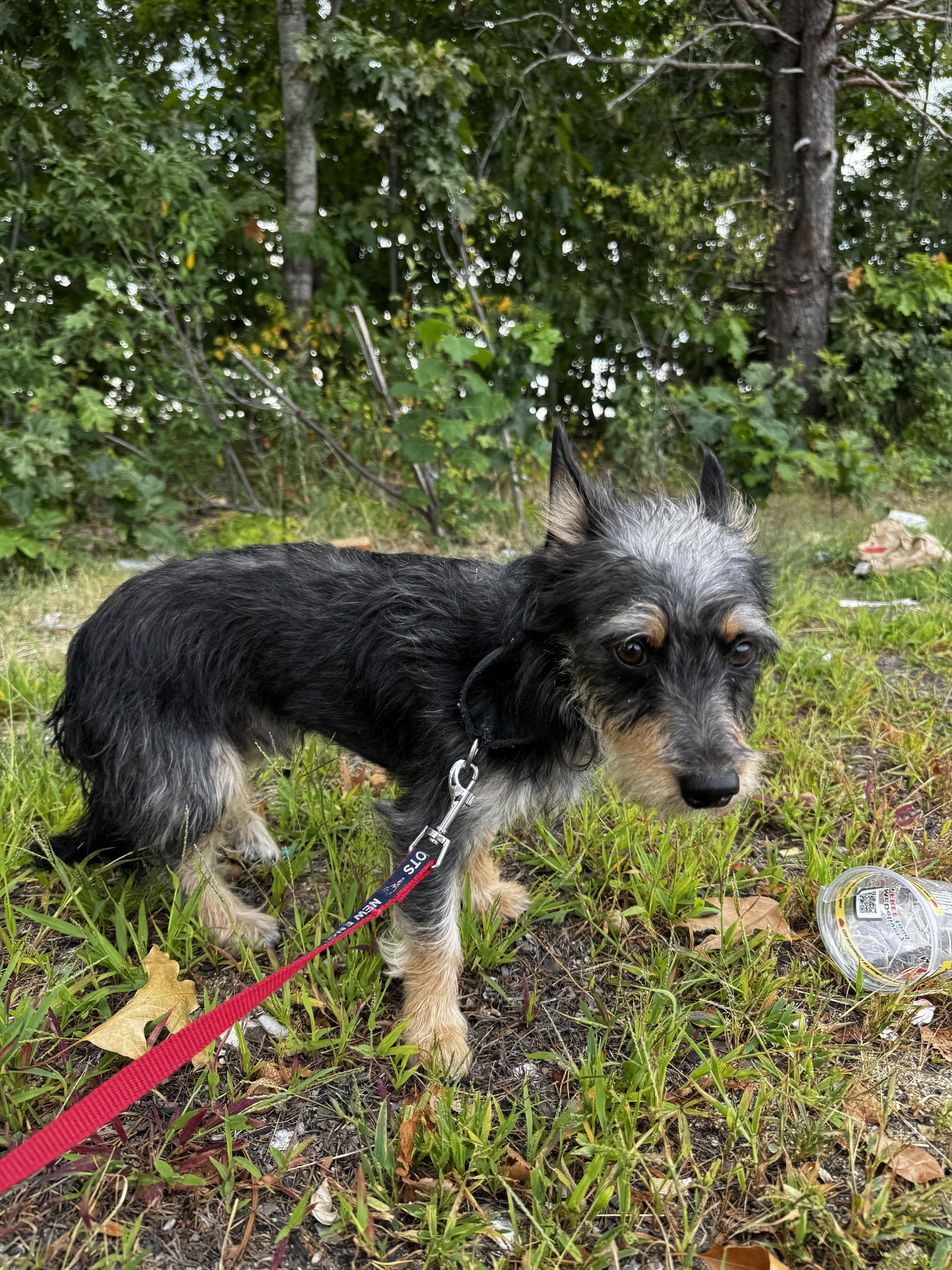Pepper, a Adoptable mixed breed in Portland, ME image 4/6