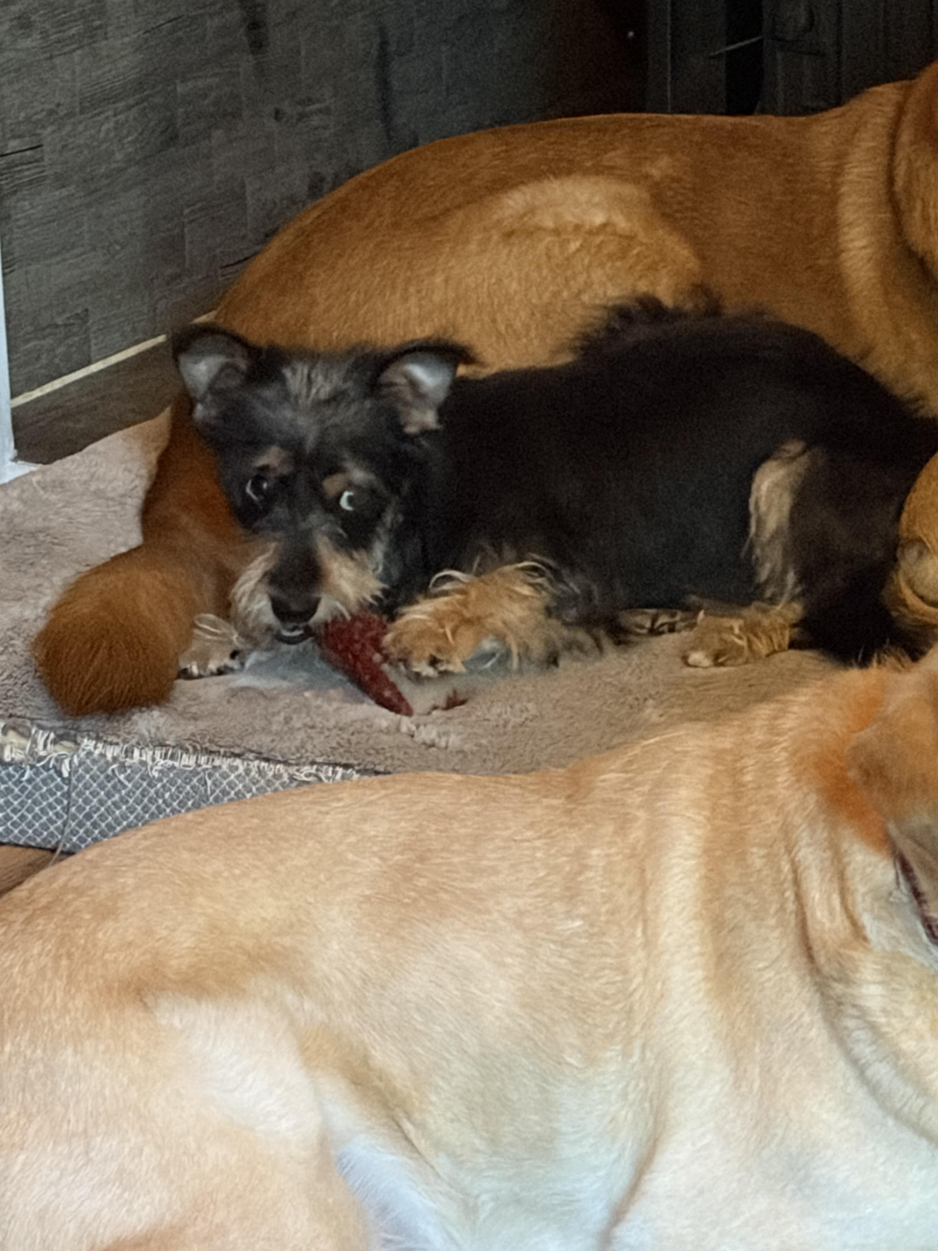 Pepper, a Adoptable mixed breed in Portland, ME image 5/6